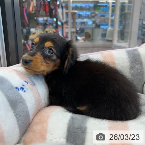 カニーンヘン・ダックスフンドの写真