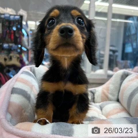 カニーンヘン・ダックスフンドの写真