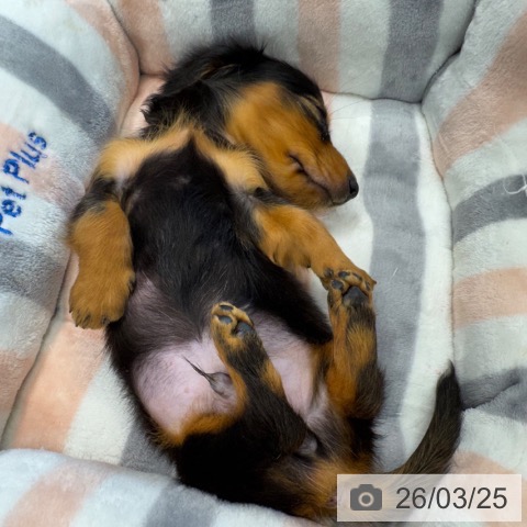 神奈川県のカニンヘンダックスフンド(ロング) (ペットプラス 武蔵小杉店/2026年1月18日生まれ/男の子/ブラックタン)の子犬の4枚目の画像