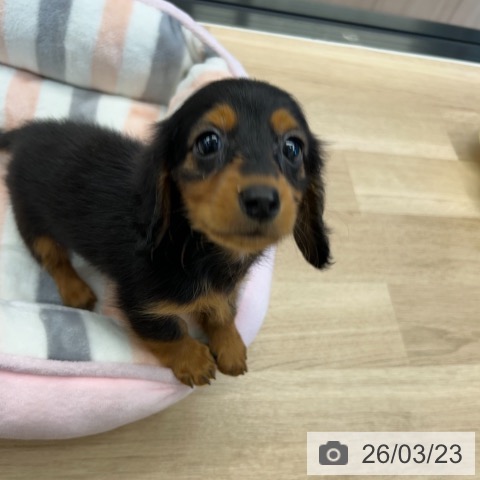 神奈川県のカニンヘンダックスフンド(ロング) (ペットプラス 武蔵小杉店/2026年1月18日生まれ/男の子/ブラックタン)の子犬の3枚目の画像