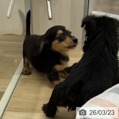 カニーンヘン・ダックスフンドの写真