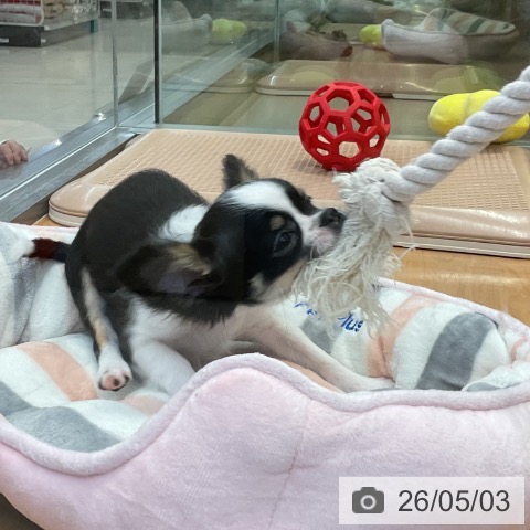 神奈川県のチワワ(ロング) (ペッツワン 横須賀久里浜店/2026年1月20日生まれ/男の子/ブラックタンホワイト)の子犬の4枚目の画像