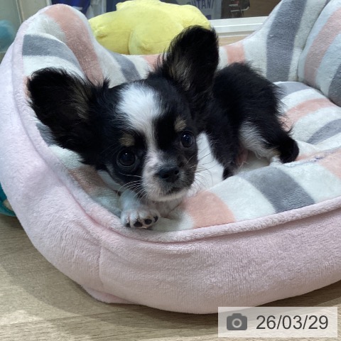 神奈川県のチワワ(ロング) (ペットプラス ゆめが丘ソラトス店/2026年1月20日生まれ/男の子/ブラックタンホワイト)の子犬の3枚目の画像