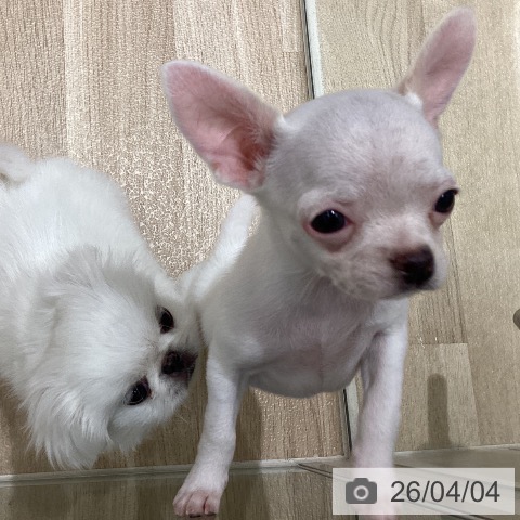 宮城県のチワワ(ロング) (ペットプラス 仙台上杉店/2026年1月20日生まれ/女の子/ホワイトクリーム)の子犬の4枚目の画像