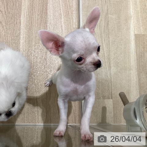 宮城県のチワワ(ロング) (ペットプラス 仙台上杉店/2026年1月20日生まれ/女の子/ホワイトクリーム)の子犬の3枚目の画像