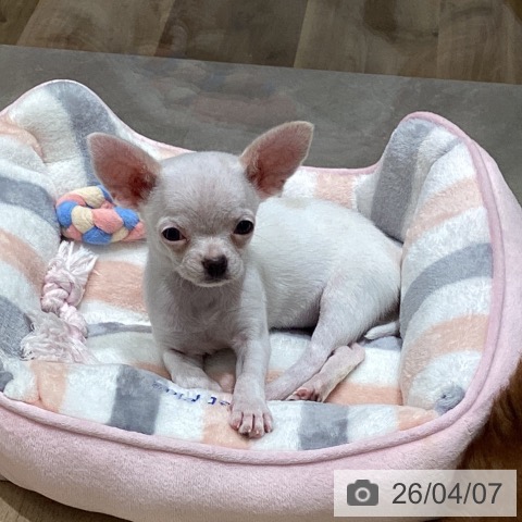 宮城県のチワワ(ロング) (ペットプラス 仙台上杉店/2026年1月20日生まれ/女の子/ホワイトクリーム)の子犬の3枚目の画像