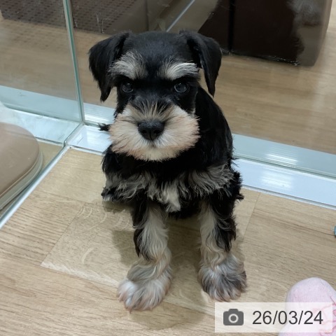 ミニチュア・シュナウザーの写真