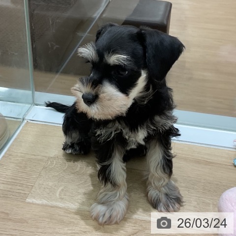 ミニチュア・シュナウザーの写真