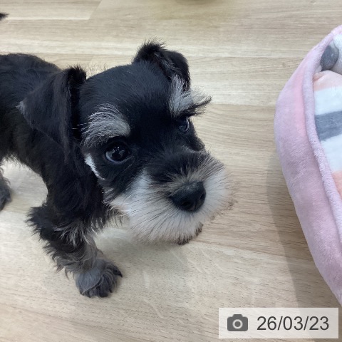 ミニチュア・シュナウザーの写真