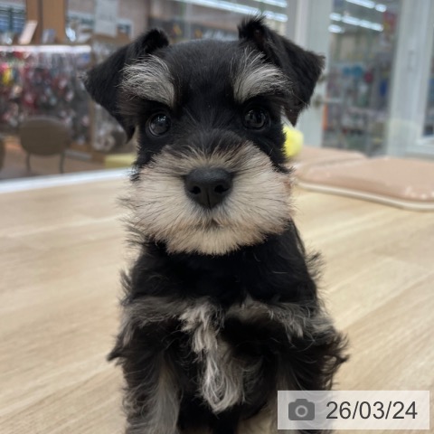 ミニチュア・シュナウザーの写真