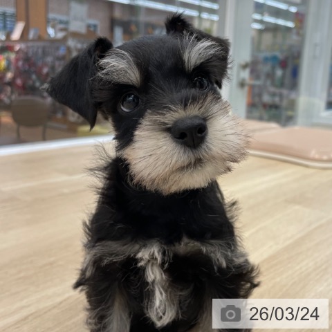 ミニチュア・シュナウザーの写真