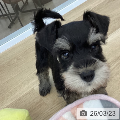 ミニチュア・シュナウザーの写真