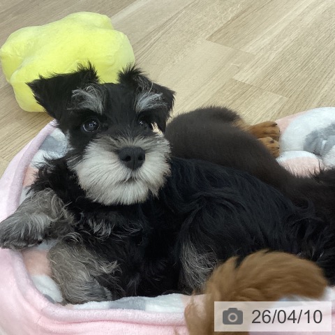 神奈川県のミニチュアシュナウザー (ペットプラス 相模原並木店/2026年1月21日生まれ/男の子/ブラックシルバー)の子犬の3枚目の画像