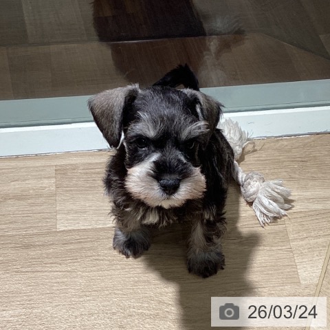 ミニチュア・シュナウザーの写真