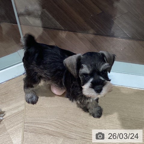 ミニチュア・シュナウザーの写真