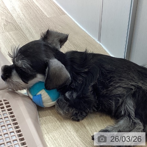 埼玉県のミニチュアシュナウザー (ペットプラス イオンモール春日部店/2026年1月21日生まれ/男の子/ソルトペッパー)の子犬の3枚目の画像