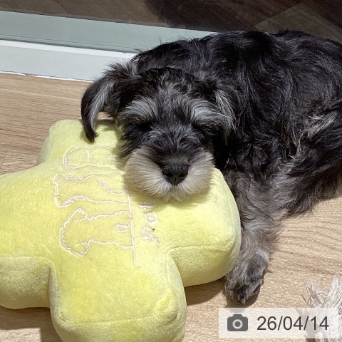 埼玉県のミニチュアシュナウザー (ペットプラス イオンモール春日部店/2026年1月21日生まれ/男の子/ソルトペッパー)の子犬の3枚目の画像