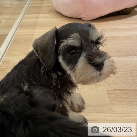 ミニチュア・シュナウザーの写真