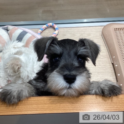 千葉県のミニチュアシュナウザー (ペットプラス 柏店/2026年1月20日生まれ/男の子/ソルトペッパー)の子犬の3枚目の画像