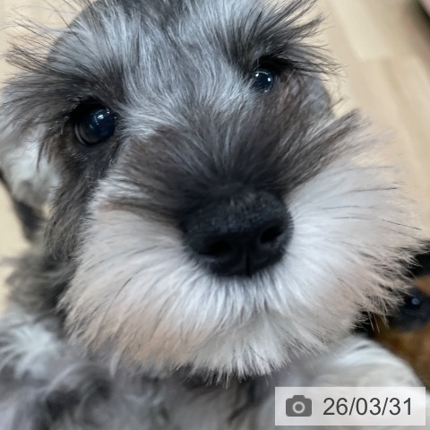 東京都のミニチュアシュナウザー (ペットプラス 大井町トラックス店/2026年1月20日生まれ/女の子/ソルトペッパー)の子犬の3枚目の画像