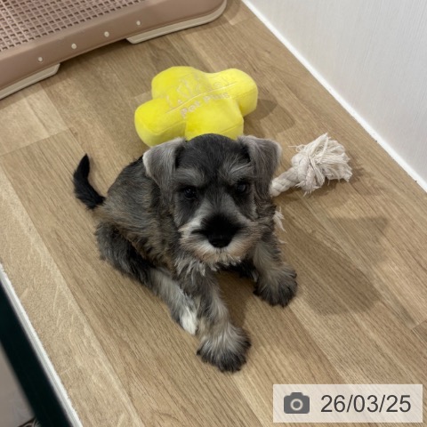 埼玉県のミニチュアシュナウザー (ペットプラス 所沢店/2026年1月20日生まれ/女の子/ソルトペッパー)の子犬の4枚目の画像