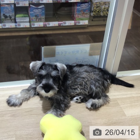 埼玉県のミニチュアシュナウザー (ペットプラス 所沢店/2026年1月20日生まれ/女の子/ソルトペッパー)の子犬の3枚目の画像