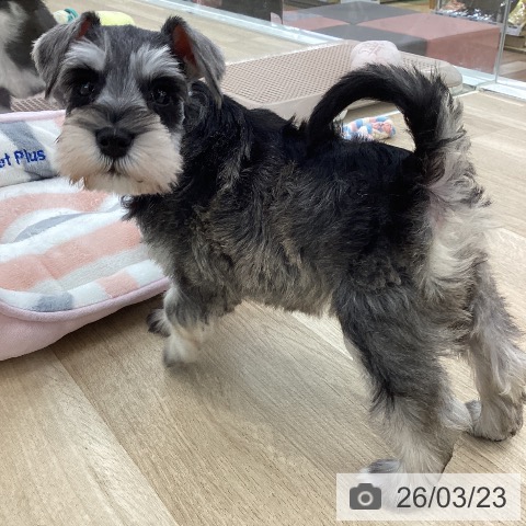 ミニチュア・シュナウザーの写真