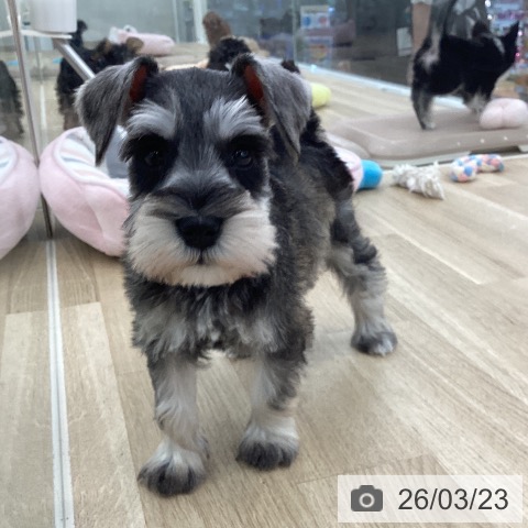 ミニチュア・シュナウザーの写真