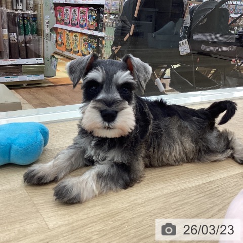 ミニチュア・シュナウザーの写真