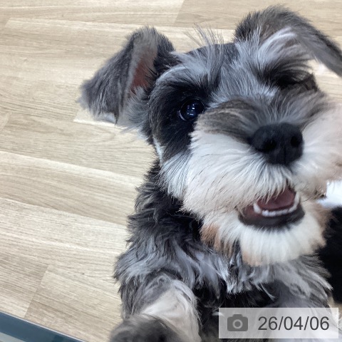 山梨県のミニチュアシュナウザー (ペットプラス 甲府国母店/2026年1月20日生まれ/女の子/ソルトペッパー)の子犬の4枚目の画像