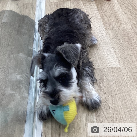 山梨県のミニチュアシュナウザー (ペットプラス 甲府国母店/2026年1月20日生まれ/女の子/ソルトペッパー)の子犬の3枚目の画像