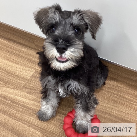 茨城県のミニチュアシュナウザー (ペッツワン つくば店/2026年1月20日生まれ/女の子/ソルトペッパー)の子犬の4枚目の画像