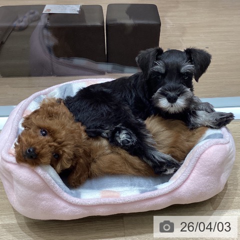 宮城県のミニチュアシュナウザー (ペットプラス 名取店/2026年1月20日生まれ/女の子/ブラックシルバー)の子犬の4枚目の画像