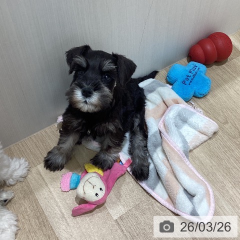 宮城県のミニチュアシュナウザー (ペットプラス 名取店/2026年1月20日生まれ/女の子/ブラックシルバー)の子犬の3枚目の画像