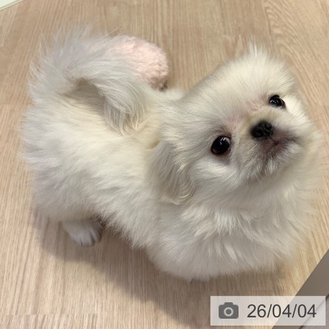 千葉県のペキニーズ (ペットプラス 幕張新都心店/2026年1月21日生まれ/男の子/ホワイトクリーム)の子犬の3枚目の画像