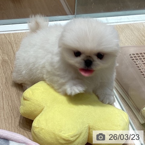 ペキニーズの写真