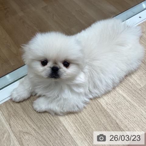 ペキニーズの写真