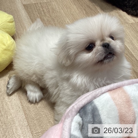 ペキニーズの写真