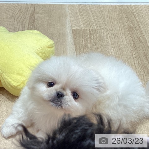 ペキニーズの写真