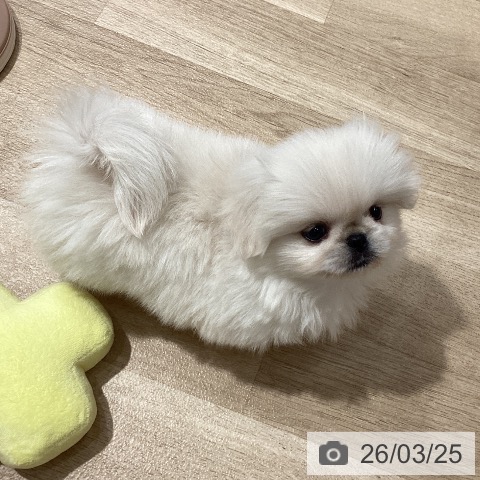 埼玉県のペキニーズ (ペットプラス ピオニウォーク東松山店/2026年1月21日生まれ/女の子/ホワイトクリーム)の子犬の3枚目の画像