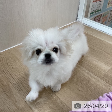 群馬県のペキニーズ (ペットプラス 前橋店/2026年1月21日生まれ/女の子/ホワイトクリーム)の子犬の4枚目の画像