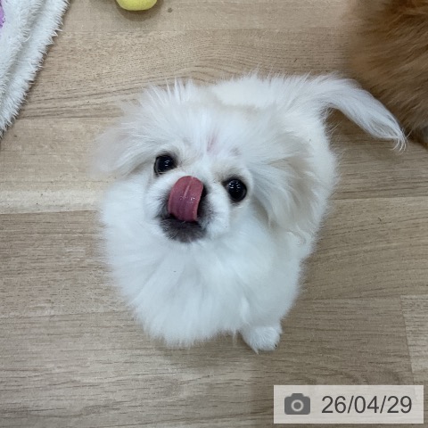 群馬県のペキニーズ (ペットプラス 前橋店/2026年1月21日生まれ/女の子/ホワイトクリーム)の子犬の3枚目の画像
