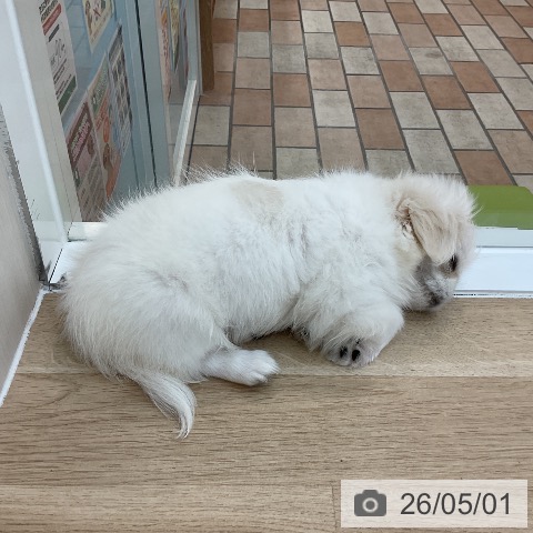群馬県のペキニーズ (ペットプラス 前橋店/2026年1月21日生まれ/女の子/ホワイトクリーム)の子犬の3枚目の画像