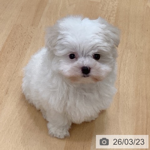 マルチーズの写真
