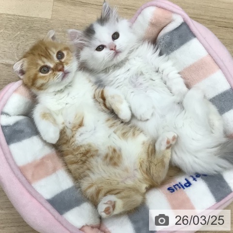 福島県のマンチカン (ペットプラス 福島店/2026年1月20日生まれ/女の子/ブルーホワイト)の子猫の4枚目の画像