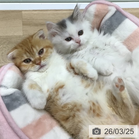 福島県のマンチカン (ペットプラス 福島店/2026年1月20日生まれ/女の子/ブルーホワイト)の子猫の3枚目の画像