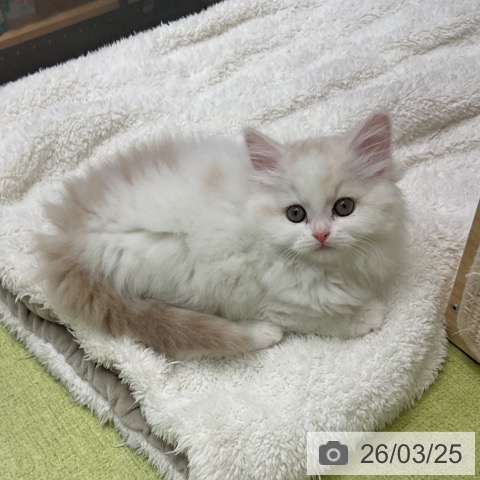 千葉県のスコティッシュフォールド (ペットプラス 成田店/2026年1月19日生まれ/男の子/クリームタビーホワイト)の子猫の3枚目の画像