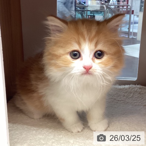 スコティッシュフォールドの写真