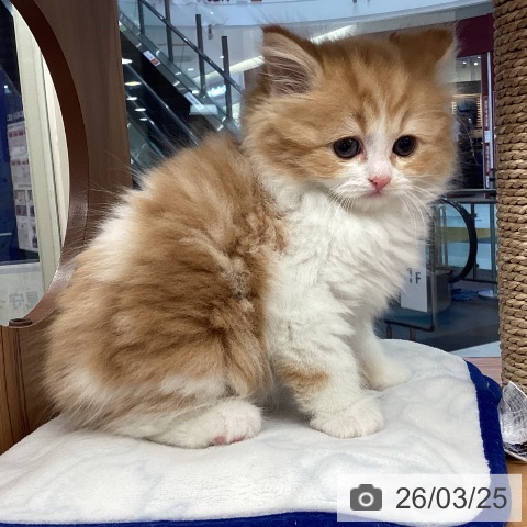 スコティッシュフォールドの写真