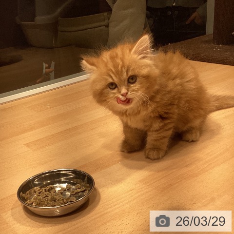 神奈川県のスコティッシュフォールド (ペットプラス 座間店/2026年1月19日生まれ/女の子/レッドタビーホワイト)の子猫の4枚目の画像